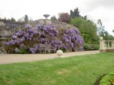 Dunorlan Wisteria