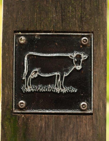 Cow brass rubbing
