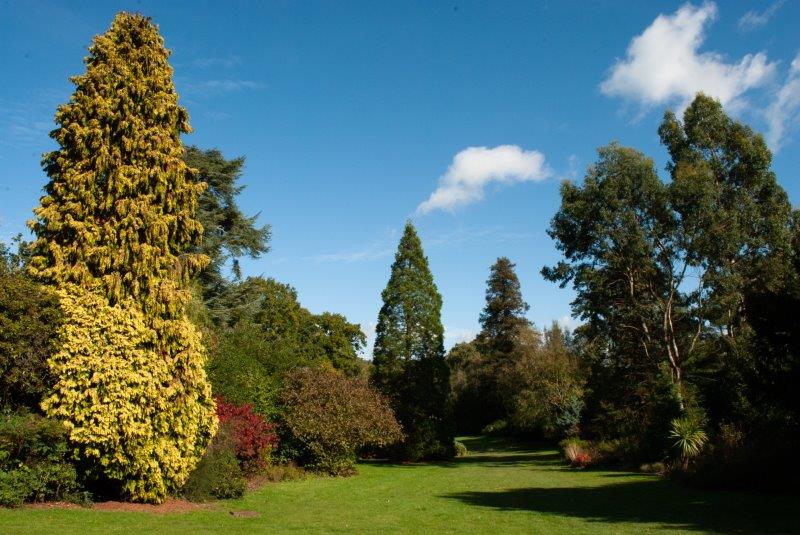 Trees in Dunorlan Park