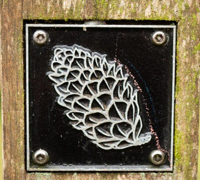 Fir cone brass rubbing